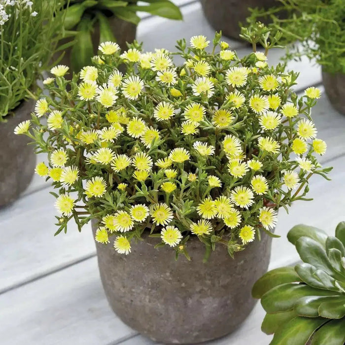 Delosperma Wheels Of Wonder Limoncello , ICE PLANT - Caribbean garden seed