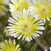 Delosperma Wheels Of Wonder Limoncello , ICE PLANT - Caribbean garden seed