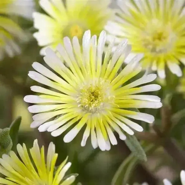Delosperma Wheels Of Wonder Limoncello , ICE PLANT - Caribbean garden seed