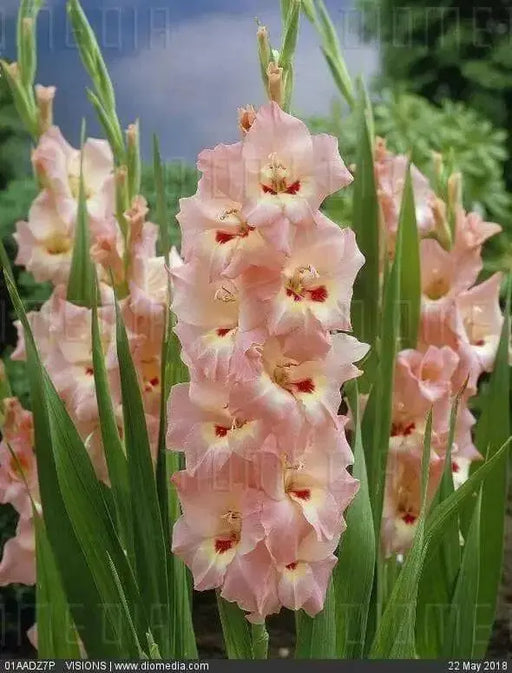Desico Gladiolus Bulbs ,Summer flowering,   (10 Bulbs) - Caribbean garden seed