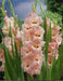 Desico Gladiolus Bulbs ,Summer flowering,   (10 Bulbs) - Caribbean garden seed