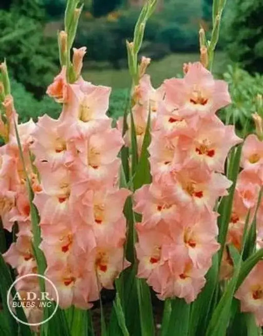 Desico Gladiolus Bulbs ,Summer flowering,   (10 Bulbs) - Caribbean garden seed