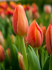 Delta Storm' tulip bulbs (SINGLE LATE) SPRING FLOWERS - Caribbean garden seed