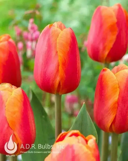 Delta Storm' tulip bulbs (SINGLE LATE) SPRING FLOWERS - Caribbean garden seed