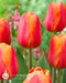 Delta Storm' tulip bulbs (SINGLE LATE) SPRING FLOWERS - Caribbean garden seed