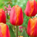 Delta Storm' tulip bulbs (SINGLE LATE) SPRING FLOWERS - Caribbean garden seed