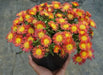 Delosperma Wheels of Wonder ,Hot Orange , LIVE ICE PLANT - Caribbean garden seed