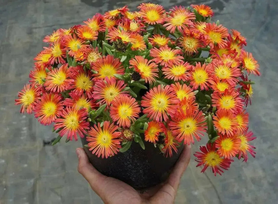 Delosperma Wheels of Wonder ,Hot Orange , LIVE ICE PLANT - Caribbean garden seed