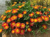 Delosperma Wheels of Wonder ,Hot Orange , LIVE ICE PLANT - Caribbean garden seed