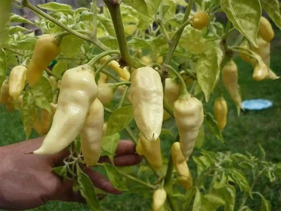 Devils Tongue White -Capsicum Chinense ! - Caribbean garden seed