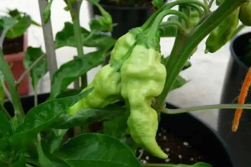 Devils Tongue White -Capsicum Chinense ! - Caribbean garden seed