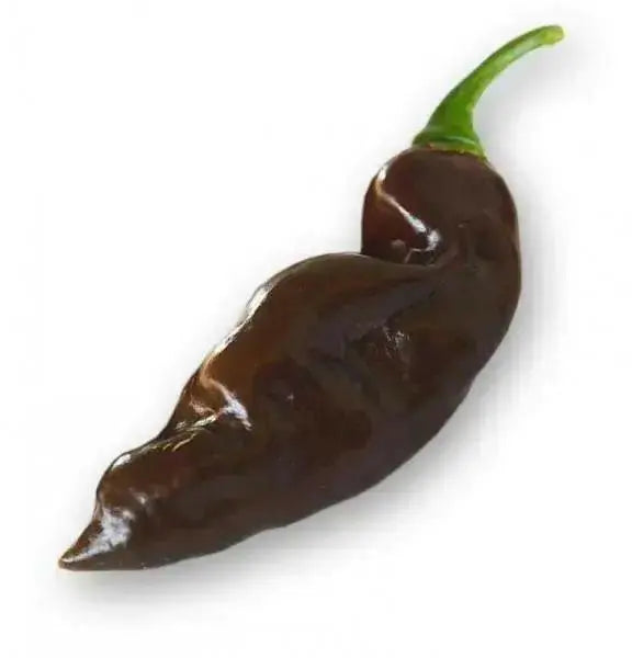 DEVIL'S TONGUE CHOCOLATE  PEPPER (Seeds) Capsicum chinense - Caribbean garden seed