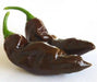 DEVIL'S TONGUE CHOCOLATE  PEPPER (Seeds) Capsicum chinense - Caribbean garden seed
