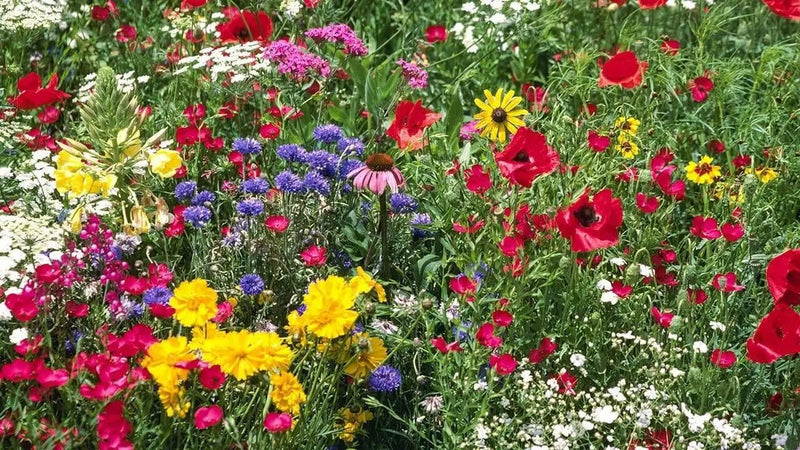 Deer resistant Wild Flower Seed Mix - Caribbean garden seed