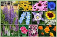 Deer resistant Wild Flower Seed Mix - Caribbean garden seed