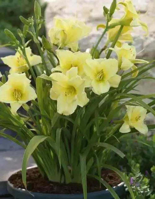 daylily, Happy Returns, BAREROOT - Caribbean garden seed