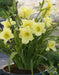 daylily, Happy Returns, BAREROOT - Caribbean garden seed