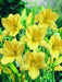 daylily, Happy Returns, BAREROOT - Caribbean garden seed