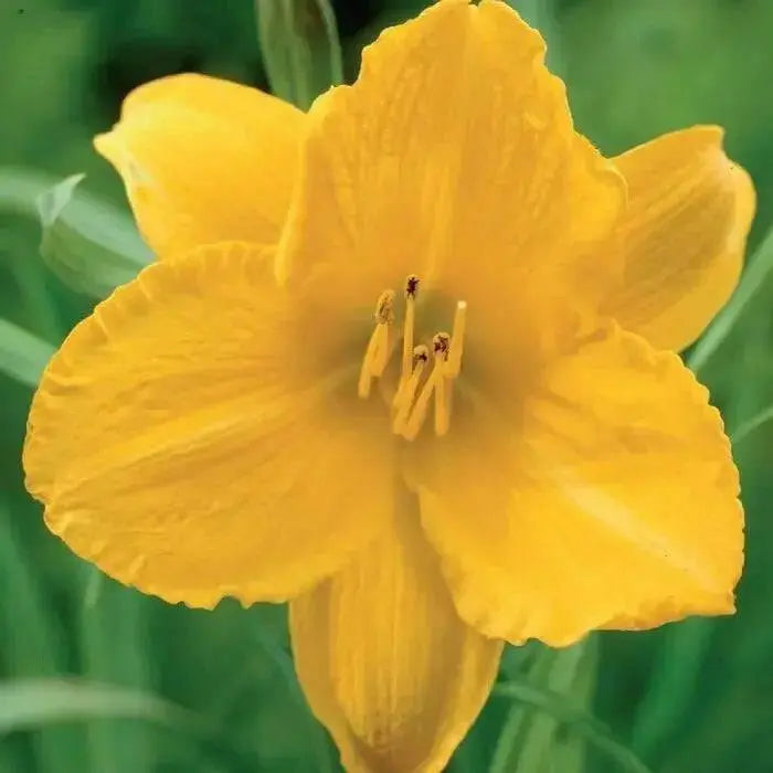 daylily, Happy Returns, BAREROOT - Caribbean garden seed
