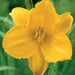 daylily, Happy Returns, BAREROOT - Caribbean garden seed