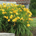 daylily, Happy Returns, BAREROOT - Caribbean garden seed