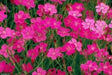 Dianthus Deltoides SEEDS" Maiden Pinks  perennials  FLOWERS - Caribbean garden seed