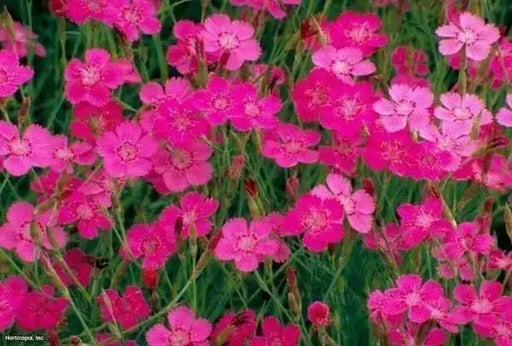 Dianthus Deltoides SEEDS" Maiden Pinks  perennials  FLOWERS - Caribbean garden seed