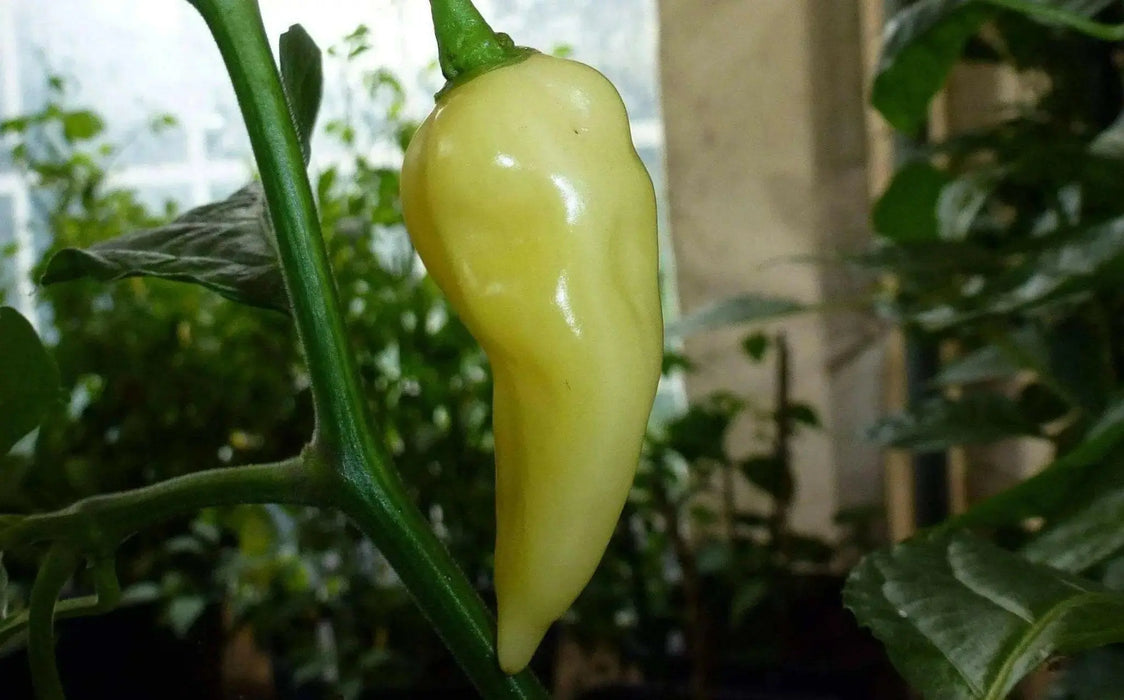 Devil’s Tongue White -Capsicum ChinenseChili Pepper Seed- -Very Hot-125,000 ~ 325,000 SHU ! - Caribbean garden seed