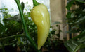 Devil’s Tongue White -Capsicum ChinenseChili Pepper Seed- -Very Hot-125,000 ~ 325,000 SHU ! - Caribbean garden seed