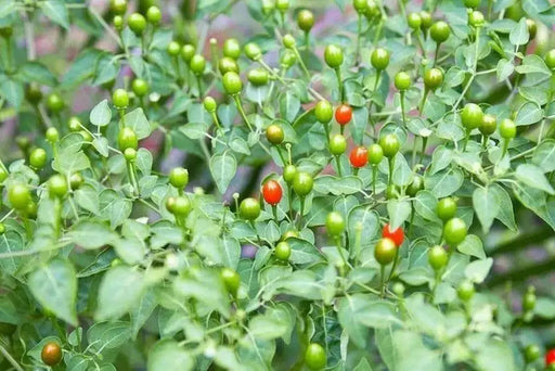 Desert Tepin PEPPER SEEDS Capsicum annuum, SUPERHOT - Caribbean garden seed