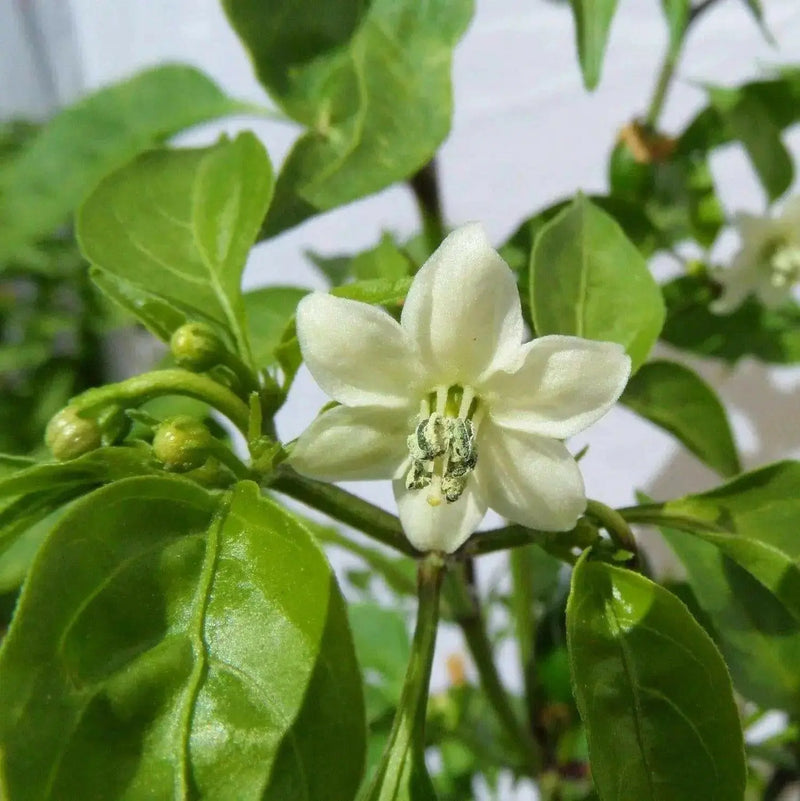Desert Tepin PEPPER SEEDS Capsicum annuum, SUPERHOT - Caribbean garden seed