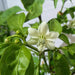 Desert Tepin PEPPER SEEDS Capsicum annuum, SUPERHOT - Caribbean garden seed