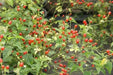 Desert Tepin PEPPER SEEDS Capsicum annuum, SUPERHOT - Caribbean garden seed