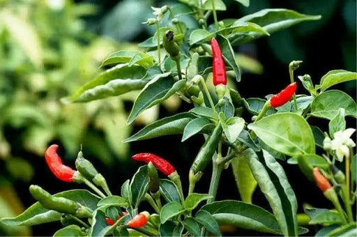 Devils penis or ''Pene de Diablo pepper, - Caribbean garden seed