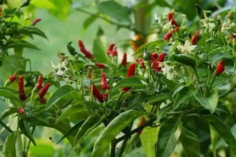 Devils penis or ''Pene de Diablo pepper, - Caribbean garden seed