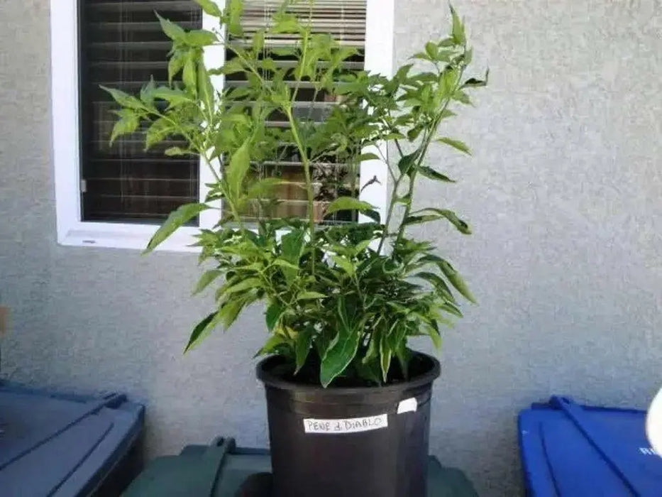 Devils penis or ''Pene de Diablo pepper, - Caribbean garden seed