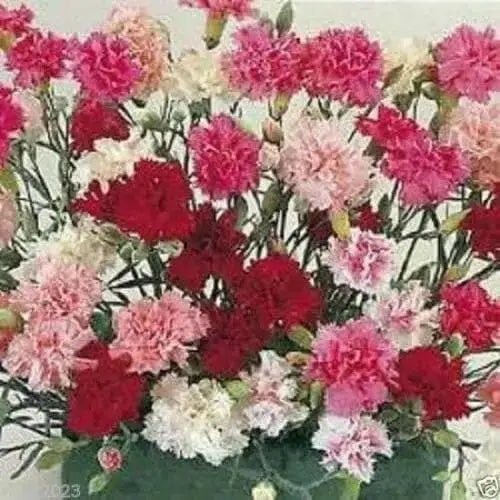 Dianthus FLOWERS Seed - Spring Beauty, Fragrant - Caribbean garden seed
