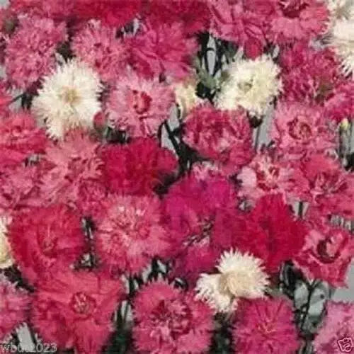 Dianthus FLOWERS Seed - Spring Beauty, Fragrant - Caribbean garden seed