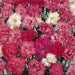 Dianthus FLOWERS Seed - Spring Beauty, Fragrant - Caribbean garden seed
