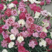 Dianthus FLOWERS Seed - Spring Beauty, Fragrant - Caribbean garden seed