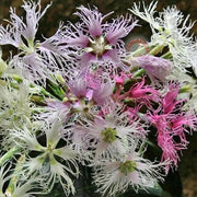 Dianthus Seeds, Rainbow Loveliness Mix - Caribbean garden seed