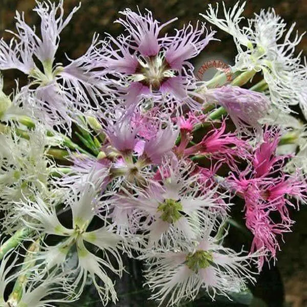 Dianthus Seeds, Rainbow Loveliness Mix - Caribbean garden seed