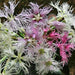 Dianthus Seeds, Rainbow Loveliness Mix - Caribbean garden seed