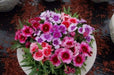 Dianthus Seeds- "BABY DOLL MIX" ,Crimson/ Rose/Red/White/ Bicolors. - Caribbean garden seed