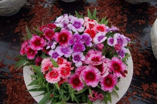 Dianthus Seeds- "BABY DOLL MIX" ,Crimson/ Rose/Red/White/ Bicolors. - Caribbean garden seed