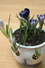 Delft Blue Ceramic Bowl, - ( 1 CROCUS BOWL -NO BULBS) GREAT FOR INDOOR - Caribbean garden seed