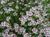 Dianthus deltoides, Arctic Fire' FLOWERS Seed - Caribbean garden seed