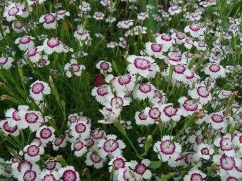 Dianthus deltoides, Arctic Fire' FLOWERS Seed - Caribbean garden seed