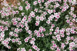 Dianthus deltoides, Arctic Fire' FLOWERS Seed - Caribbean garden seed