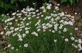 Dianthus deltoides, Arctic Fire' FLOWERS Seed - Caribbean garden seed